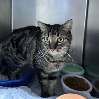 Hazel -  Domestic Short Hair Cat for Adoption in Newport, North Carolina - Hazel | PetCurious