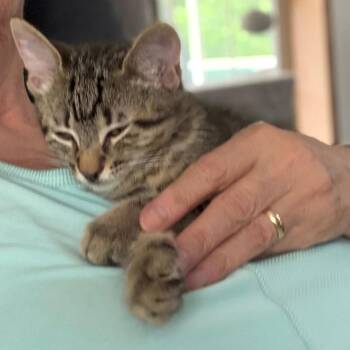 Igor -  Domestic Short Hair Cat for Adoption in York, Pennsylvania - Igor | PetCurious