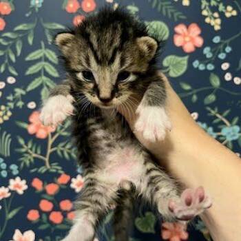 Pumba -  Domestic Short Hair Cat for Adoption in West Olive, Michigan - Pumba | PetCurious