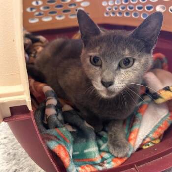 Mango -  Domestic Short Hair Cat for Adoption in Des Moines, Iowa - Mango | PetCurious