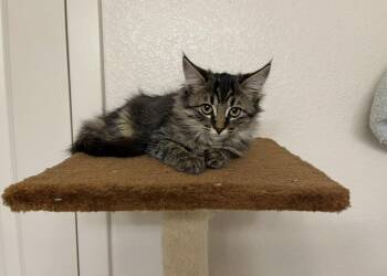 Rescue Domestic Long Hair and Tabby Cats for Adoption in Chandler, Arizona - Olivia Twelfth | PetCurious