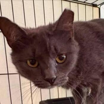Maya -  Domestic Short Hair Cat for Adoption in Washington, District Of Columbia - Maya | PetCurious
