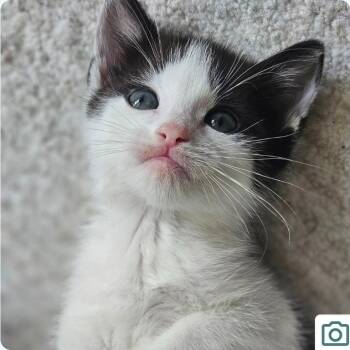 Domestic Short Hair Cats Available for Adoption - Frankincense | PetCurious