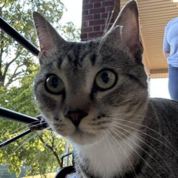 Pillsbury -  Tabby Cat for Adoption in Knoxville, Tennessee - Pillsbury | PetCurious