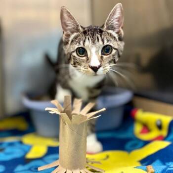 Singleton -  Domestic Short Hair Cat for Adoption in Wantagh, New York - Singleton | PetCurious
