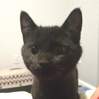 Muffin -  Domestic Short Hair Cat for Adoption in Chapel Hill, North Carolina - Muffin | PetCurious