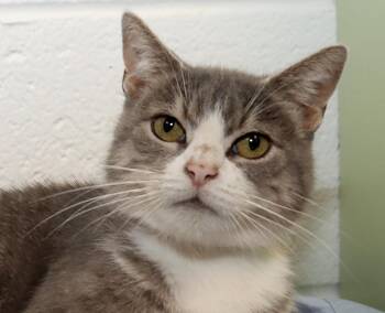 Darla -  Domestic Short Hair Cat for Adoption in Euclid, Ohio - Darla | PetCurious