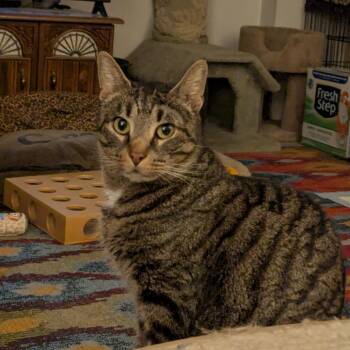 Popsicle (Ned) -  Domestic Short Hair Cat for Adoption in Baltimore, Maryland - Popsicle (Ned) | PetCurious