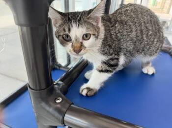 Blue -  Domestic Short Hair Cat for Adoption in Hobbs, New Mexico - Blue | PetCurious