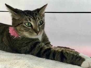 Domestic Short Hair Cats Available for Adoption - Precious (jewel) | PetCurious
