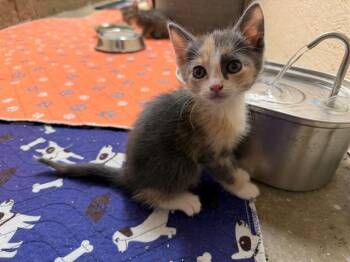 YADHIRA -  Domestic Short Hair Cat for Adoption in Tustin, California - YADHIRA | PetCurious