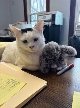 Domestic Medium Hair Cats Available for Adoption - Snowflake | PetCurious