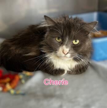 Rescue Domestic Long Hair Cats for Adoption in Jim Thorpe, Pennsylvania - Cherie | PetCurious