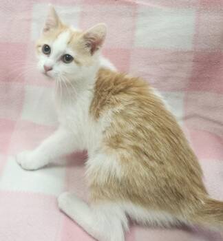 Lilly -  Domestic Short Hair Cat for Adoption in Little Rock, Arkansas - Lilly | PetCurious