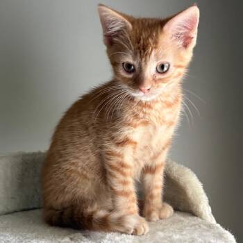 Papaya -  Extra Toes Cat Hemingway Polydactyl and Domestic Short Hair Cat for Adoption in Peachtree City, Georgia - Papaya | PetCurious