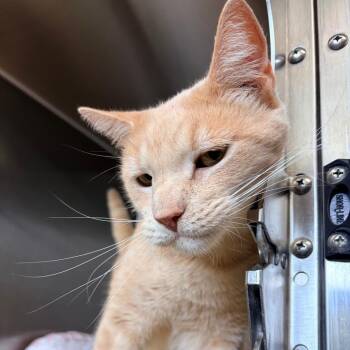 Tony -  Domestic Short Hair Cat for Adoption in Lynchburg, Virginia - Tony | PetCurious