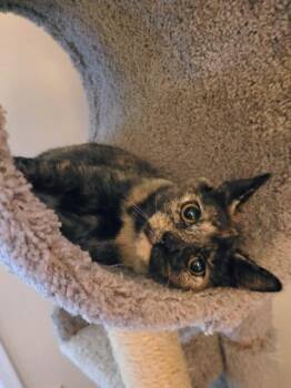 Rescue Domestic Short Hair Cats for Adoption in Cincinnati, Ohio - Hardcore | PetCurious