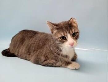 Clementine -  Domestic Short Hair Cat for Adoption in Woodbury, Minnesota - Clementine | PetCurious