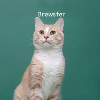 Brewster -  Domestic Short Hair Cat for Adoption in Parma, Ohio - Brewster | PetCurious
