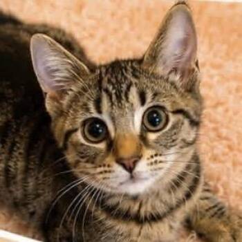 Commander Whiskers -  Domestic Short Hair Cat for Adoption in Parkersburg, West Virginia - Commander Whiskers | PetCurious