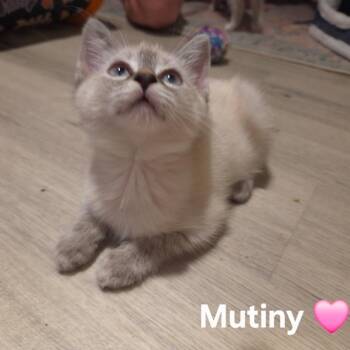 Mutiny -  Domestic Short Hair Cat for Adoption in Fredericksburg, Virginia - Mutiny | PetCurious