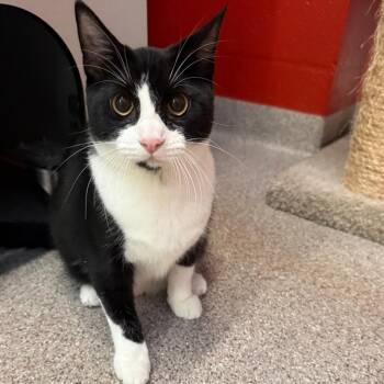 Migi -  Domestic Short Hair Cat for Adoption in Sarasota, Florida - Migi | PetCurious