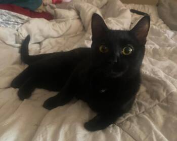 Pepper -  Domestic Short Hair Cat for Adoption in Glendale, Arizona - Pepper | PetCurious