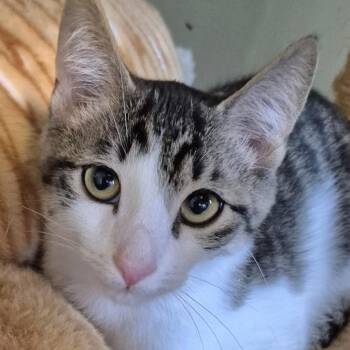 Beau -  Domestic Short Hair Cat for Adoption in Tioga, Pennsylvania - Beau | PetCurious