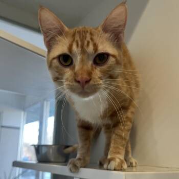 Domestic Short Hair Cats Available for Adoption - Garfield | PetCurious