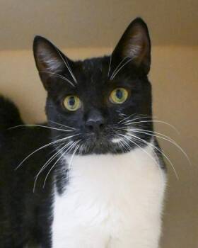Archimedes -  Domestic Short Hair Cat for Adoption in Chamblee, Georgia - Archimedes | PetCurious