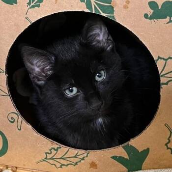 Domestic Short Hair Cats Available for Adoption - Escada [blue] | PetCurious