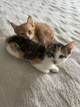 Domestic Short Hair Cats Available for Adoption - Tiger Lily | PetCurious