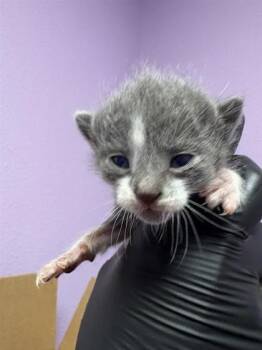 Domestic Short Hair Cats Available for Adoption in El Paso, Texas - 60917273 | PetCurious