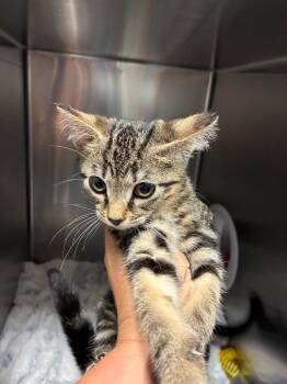 Monroe -  Domestic Short Hair Cat for Adoption in Bloomington, Indiana - Monroe | PetCurious
