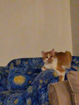 Sampson R -  Domestic Short Hair Cat Available for Adoption in Cary, North Carolina - Sampson R | PetCurious