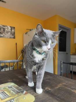 Domestic Short Hair Cats Available for Adoption - Leroy | PetCurious