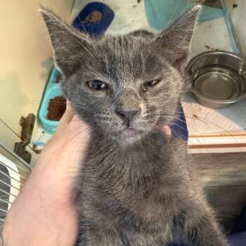 Chippy -  Domestic Short Hair Cat for Adoption in Lake Jackson, Texas - Chippy | PetCurious