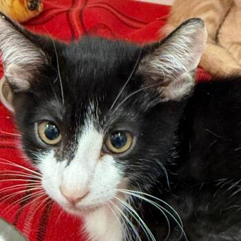 Gastly -  Domestic Short Hair Cat for Adoption in Salt Lake City, Utah - Gastly | PetCurious