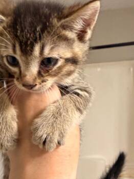Domestic Short Hair Cats Available for Adoption in Newnan, Georgia - *Smudge | PetCurious