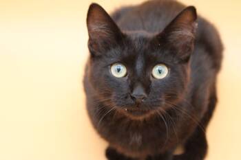 Rescue Domestic Short Hair Cats for Adoption in Martensdale, Iowa - Belushi | PetCurious