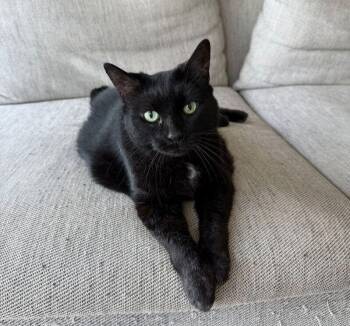 Luna -  Domestic Short Hair Cat for Adoption in Mississauga, Ontario - Luna | PetCurious