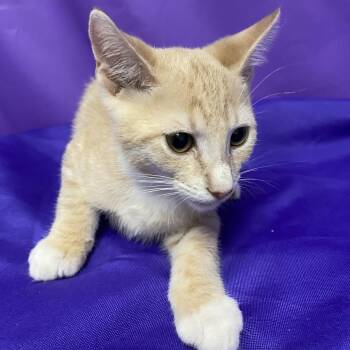 lupine -  Domestic Short Hair Cat for Adoption in North Myrtle Beach, South Carolina - Lupine | PetCurious