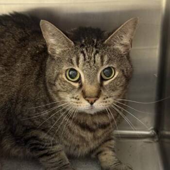 Truman -  Domestic Short Hair Cat for Adoption in Lansing, Michigan - Truman | PetCurious