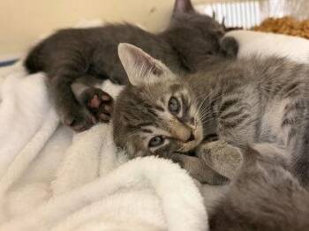 Mackerel -  Domestic Short Hair Cat for Adoption in Chamblee, Georgia - Mackerel | PetCurious