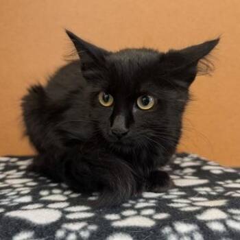 Heather -  Domestic Medium Hair Cat for Adoption in Rochester, Minnesota - Heather | PetCurious