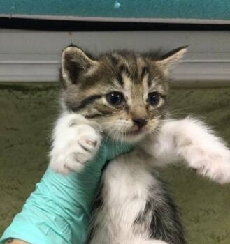 STACY -  Domestic Long Hair Cat for Adoption in Riverside, California - STACY | PetCurious