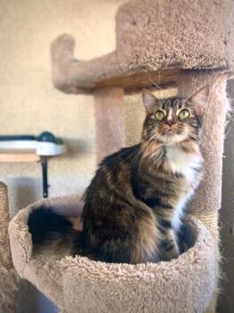 Bon Bon -  Domestic Long Hair Cat for Adoption in Los Angeles, California - Bon Bon | PetCurious
