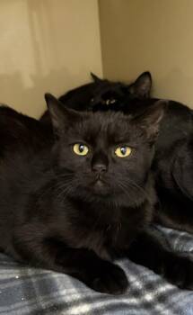 Sally -  Domestic Short Hair Cat for Adoption in Arlington, Washington - Sally | PetCurious