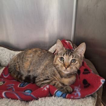 Rescue Domestic Short Hair Cats for Adoption in Attica, New York - Alexis | PetCurious