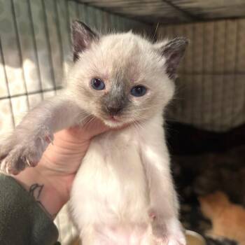 Domestic Short Hair Cats Available for Adoption in Monroe, Michigan - Gorman | PetCurious